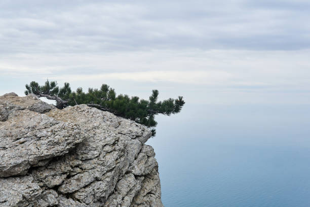 istock mountain pine hides from the wind on a sheer cliff above the sea 1305619213