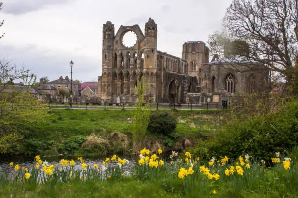 The Ruin'ss of the Elgin Cathedral in Spring on the Bank of the River Lossie, in Northern Scotland, with Daffodils in the foreground