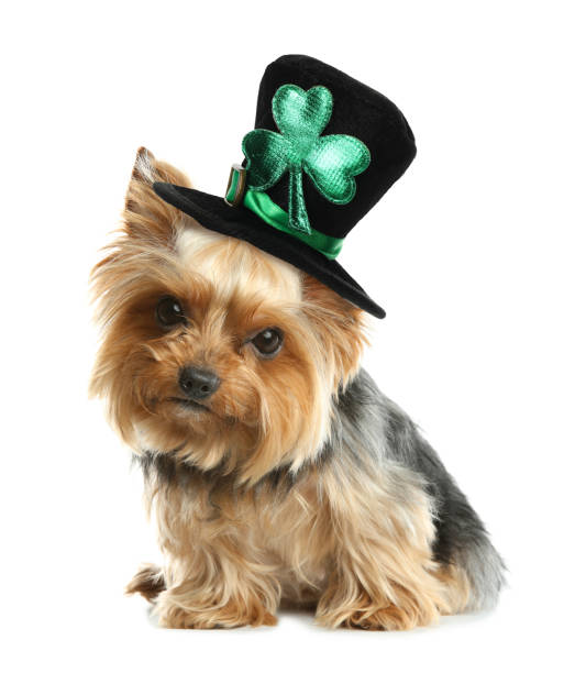 istock Cute Yorkshire terrier with leprechaun hat on white background. St. Patrick's Day 1305621873