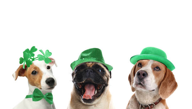 cute dogs with leprechaun hats on white background. st. patrick's day - dog group of animals variation in a row imagens e fotografias de stock