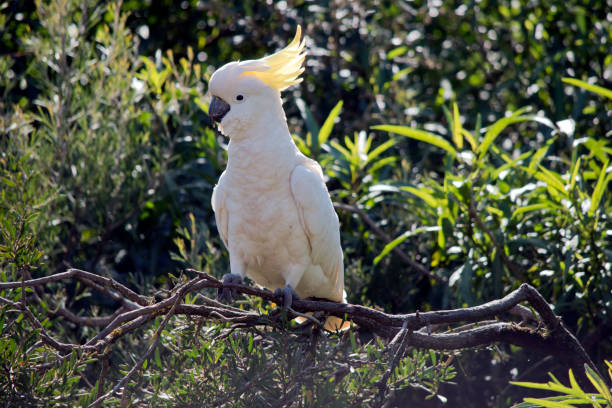 the sulphur crested cockatoo is perched on a branch the sulphur crested cockatoo is a white cockatoo with a black beak and yellow crest sulphur crested cockatoo (cacatua galerita) stock pictures, royalty-free photos & images