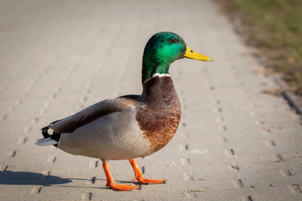 istock Male Mallard Duck 1305622387