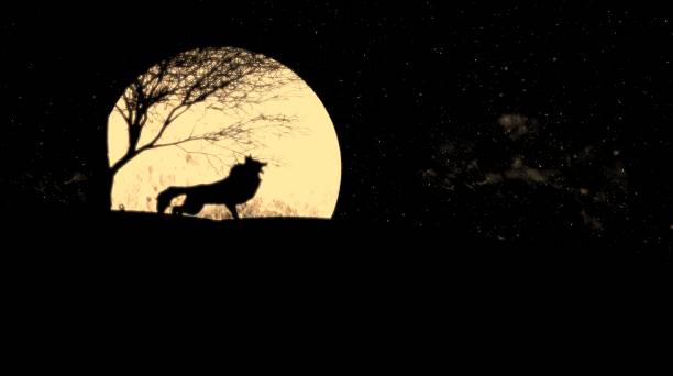 istock Wolf howling during full moon night, A howl can communicate things like a wolf’s location, warnings about predators, and the position of prey. 1305623027