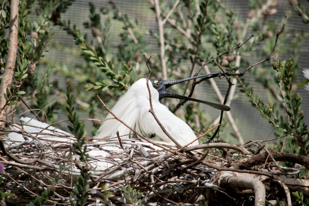 istock the royal spoonbill is building a nest 1305623034