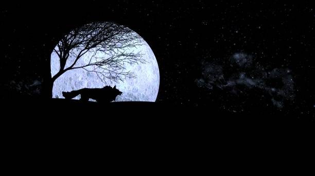 istock Wolf howling during full moon night, A howl can communicate things like a wolf’s location, warnings about predators, and the position of prey. 1305623059