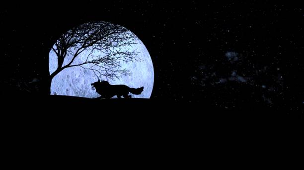 istock Wolf howling during full moon night, A howl can communicate things like a wolf’s location, warnings about predators, and the position of prey. 1305623061