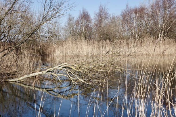 istock Early spring in the dunes of Solleveld 1305623330