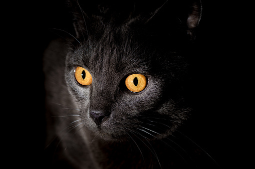 Front view of a rare Nebelung cat with green eyes looking into camera. Close up, selective focus.