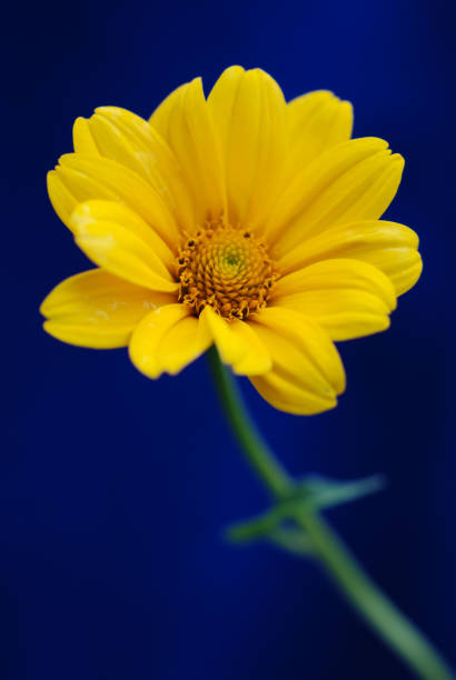 faux tournesol sur velours bleu - heliopsis - flower head sunflower chrysanthemum single flower photos et images de collection