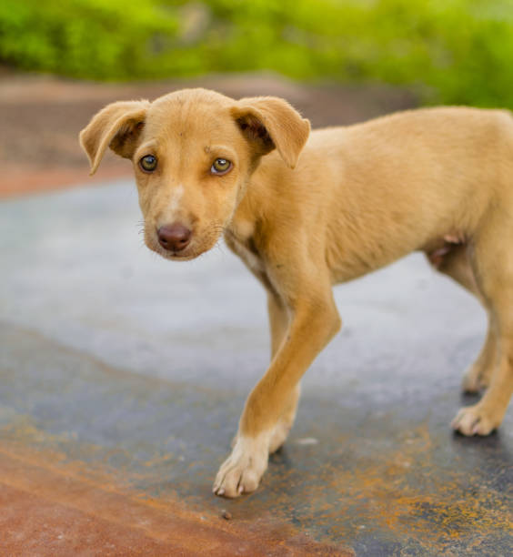 istock Cute brown colored puppy portrait with selective focus. 1305626034