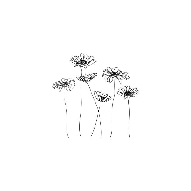 Chamomile flowers background. One line drawing. Minimalist line art. Usable for different purposes. daisy stock illustrations