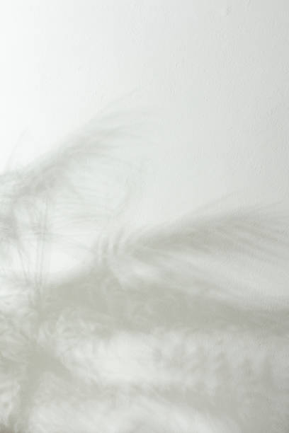 istock Shadow of a home flower Chamaedorea on a white wall 1305628675