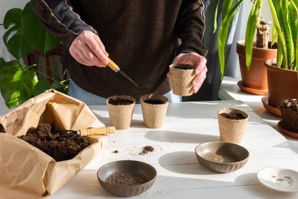 istock Man is planting seedlings at home 1305628686