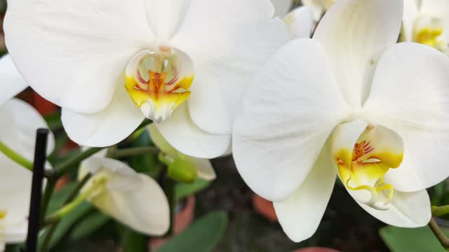 slow motion flowers in a greenhouse