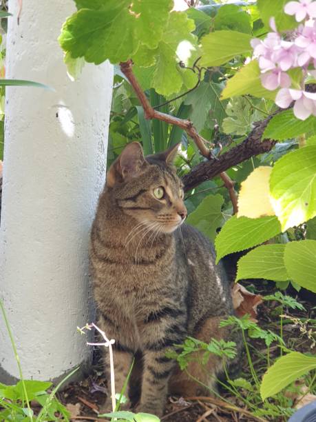 istock Cat upon the nature 1305633770