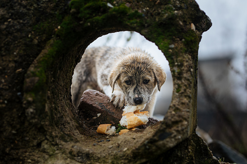 A beautiful landscape of stray dog eating a piece of bread  in a park. The piece of bread given by a visitor.