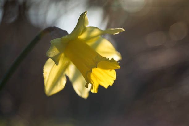 Daffodil flower in close up in spring, United Kingdom