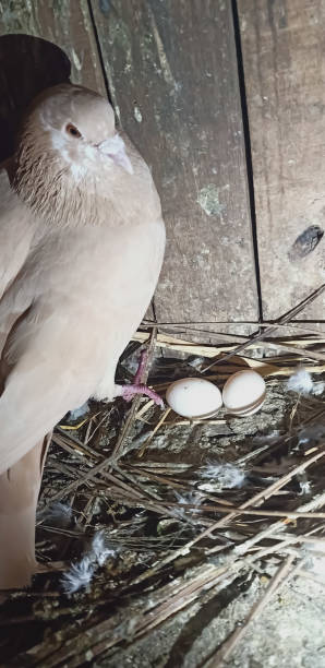 istock Pigeon with their eggs in her nest 1305635033