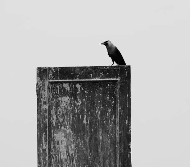 Photo of Crow on a door