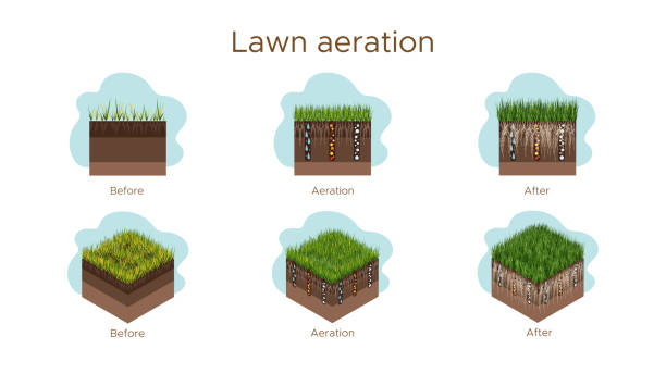 istock Lawn care - aeration and scarification. Labels by stage-before, during, and after. Intake of substances-water, oxygen, and nutrients to feed the grass and soil. Vector isometric and flat illustration isolated 1305637455