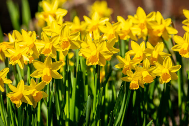 istock Bright Yellow Daffodils in the February Sunshine 1305637638