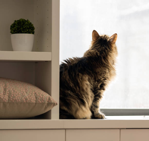 istock Siberian Cat Looks Out Bright Opaque Window 1305637882