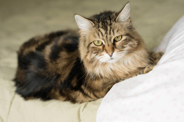 istock Siberian Cat in Subtle Daylight on Neutral Color Bed 3 1305637935