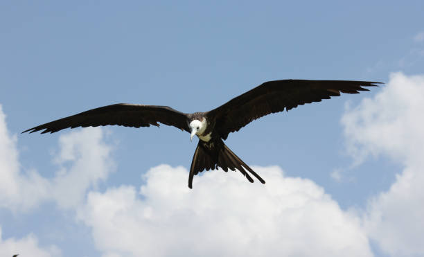 istock Magnificent frigatebird hovering over the ocean 1305640465