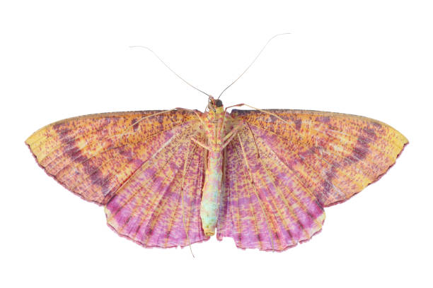 istock brown night butterfly isolated on white background 1305640685