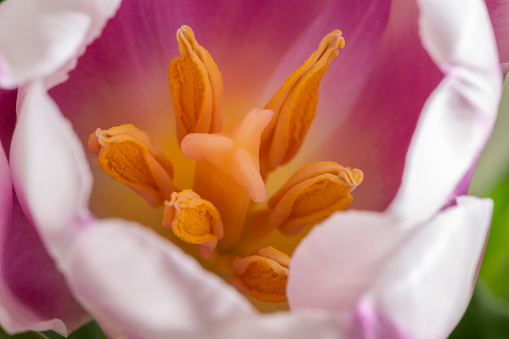 Macro image looking inside a tulip