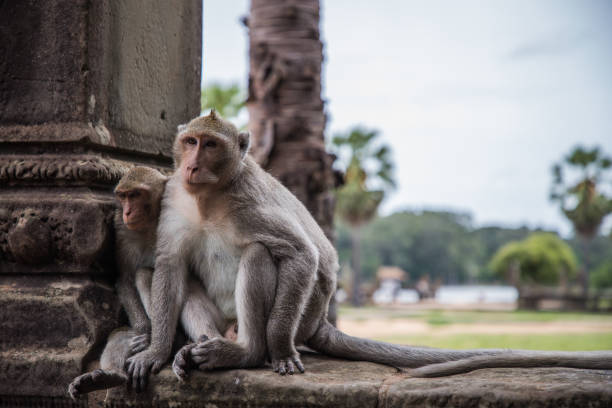 un par de monos viendo turista en angkor wat - beauty in nature day animal monkey fotografías e imágenes de stock