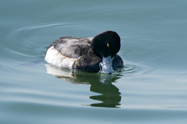 Greater Scaup duck (aka Blue Bill) floating on water in winter at lake Scaup duck drake swimming on calm water in lake in winter greater scaup stock pictures, royalty-free photos & images