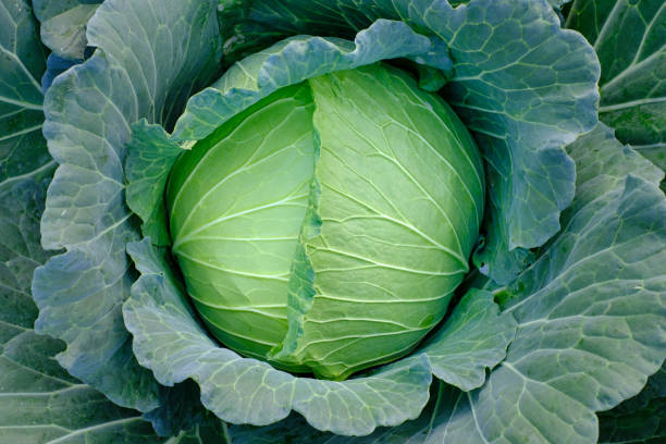 istock Green fresh cabbage maturing heads growing 1305644588