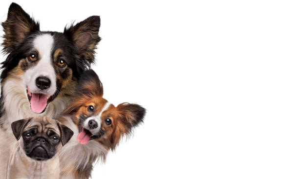 two happy panting dogs and one sad puppy dog two happy panting dogs and one sad puppy dog in front of a white background group of animals stock pictures, royalty-free photos & images