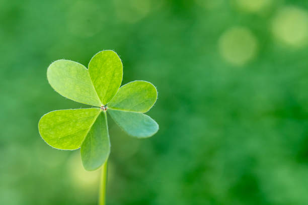 istock Lucky charm. St. Patrick's Day green shamrock copy space 1305647170