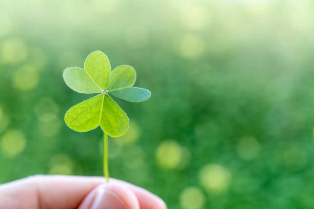 istock Lucky charm. St. Patrick's Day green shamrock copy space 1305647175