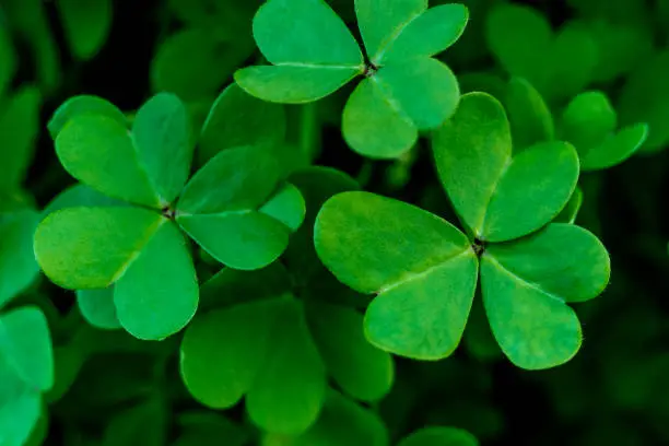 Shamrock St. Patrick's Day green background, card, poster or banner in high resolution