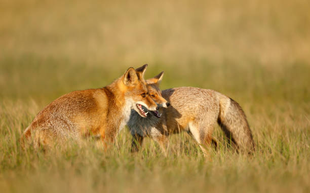 istock Close up of two playful Red fox cubs 1305647272