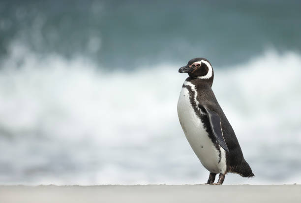 istock Magellanic penguin standing on a stormy beach 1305647275