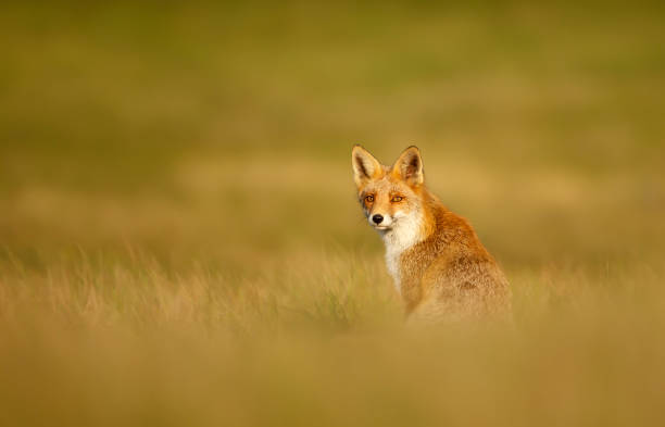 5,200+ Fox Sitting Down Stock Photos, Pictures & Royalty-Free Images ...