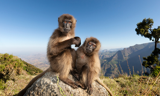 Close up of two Gelada monkeys sitting on a rock in Simien mountains, Ethiopia.