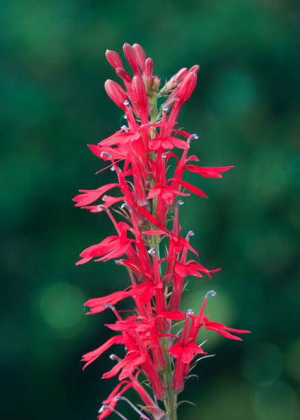 istock Red Cardinal Flower spike against green blurred background 1305647495