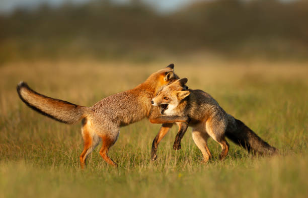 istock Close up of two Red fox cubs playing 1305647525