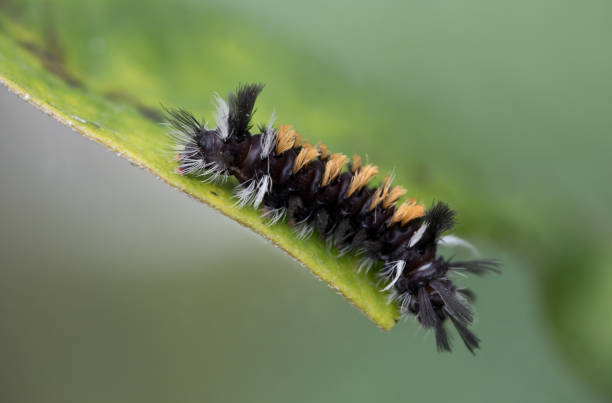 Close up of black caterpillar with yellow , black , and white hair