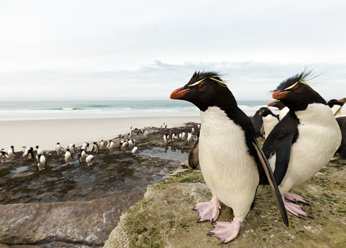 Close up of Southern rockhopper penguins (Eudyptes chrysocome) in Saunders, Falkland Islands.