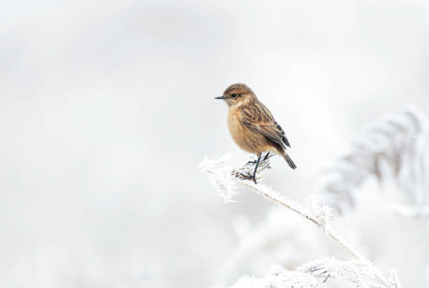 istock European stonechat on a frosted perch in winter 1305647852