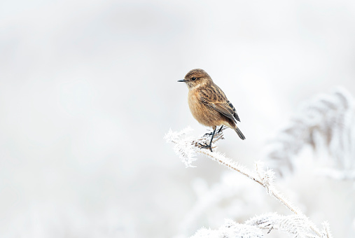 European stonechat on a frosted perch in winter, UK.