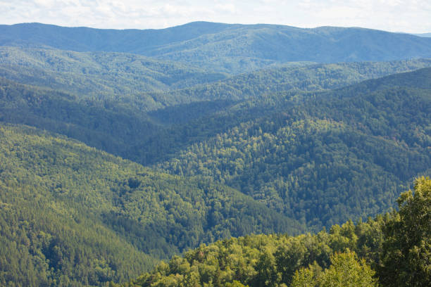 istock Very beautiful panoramic view of the birch from a high point 1305647908