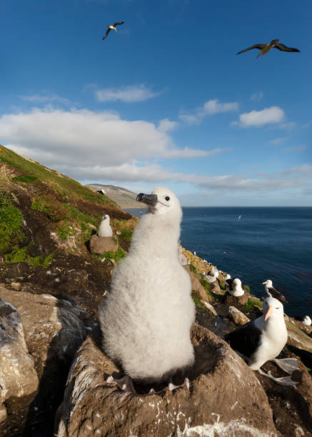 istock Black-browed Albatross chick sitting in a mud cup nest 1305647980