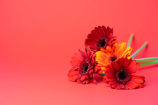 istock Colorful Gerbera daisies on a red background 1305647993